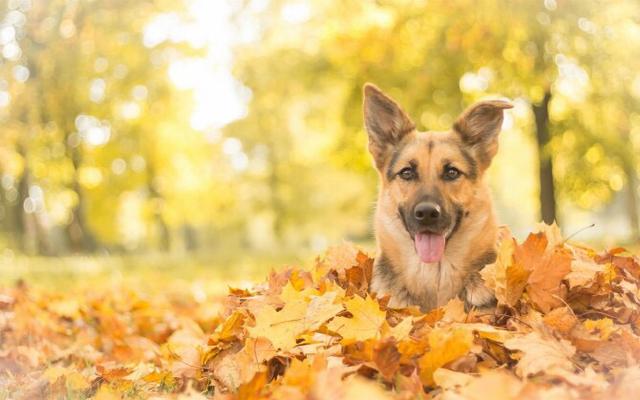 狗和人杂交:母昆明犬跟公黑拉不拉多杂交的后代有什么优点缺点？