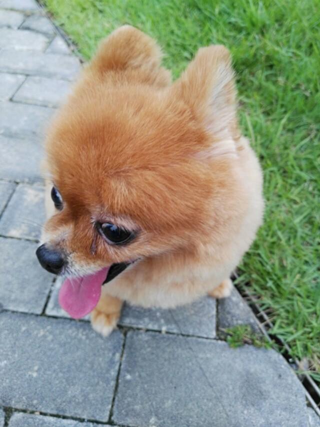 娇小活泼的博美犬好养吗:养博美犬好还是养比熊犬好？ 可爱的博美犬怎么养