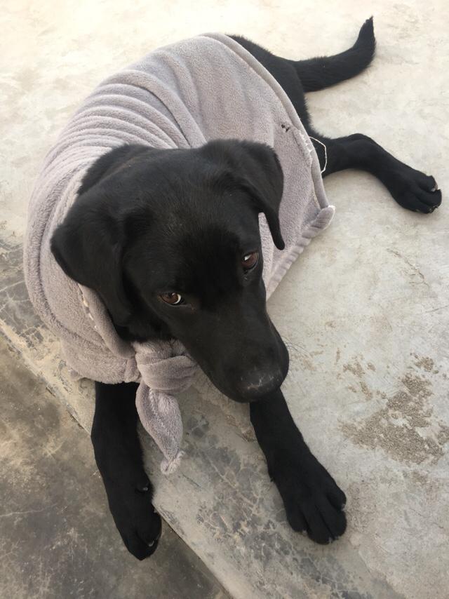 拉酷拉布拉多犬舍:拉布拉多犬的价格一般是多少？