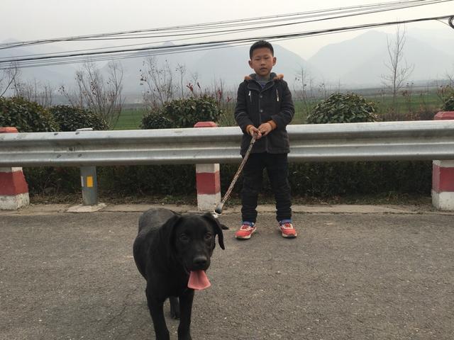 拉酷拉布拉多犬舍:拉布拉多犬的价格一般是多少？