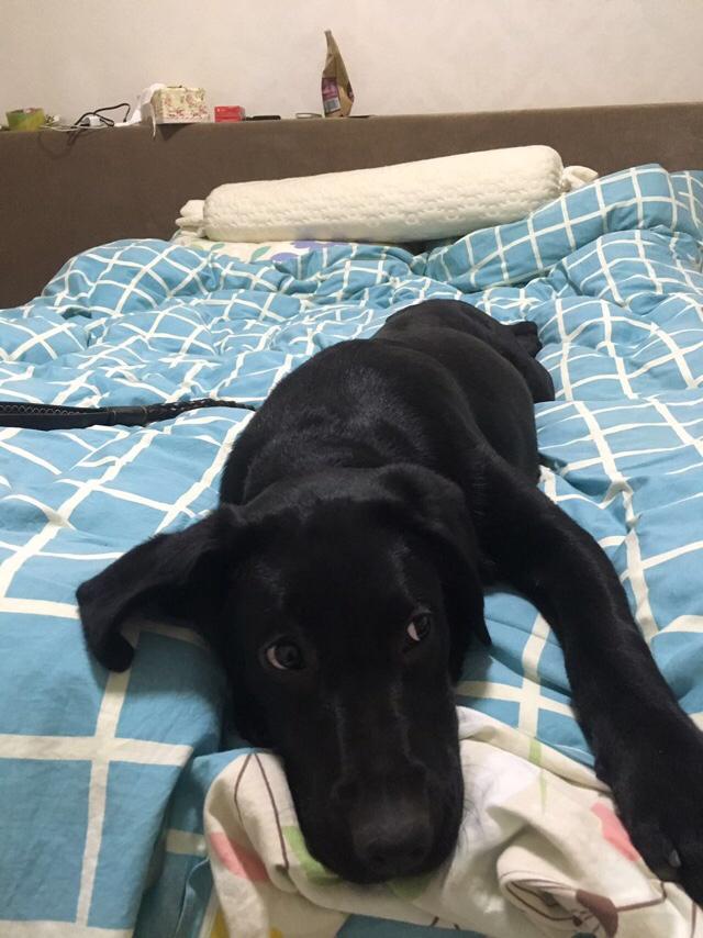 拉酷拉布拉多犬舍:拉布拉多犬的价格一般是多少？