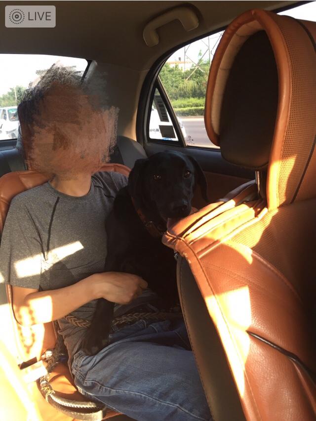 拉酷拉布拉多犬舍:拉布拉多犬的价格一般是多少？