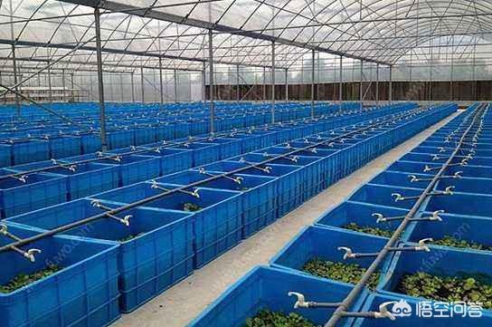 蜈蚣养殖骗局识别技巧:在农村有些人认为特种养殖是骗局，你怎么看？