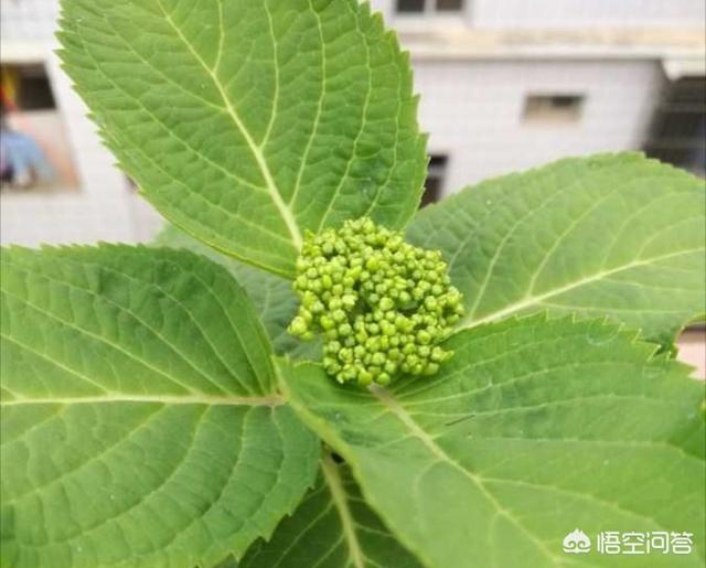 八仙花能用水插繁殖吗?:橡皮树是如何繁殖的？会不会开花？