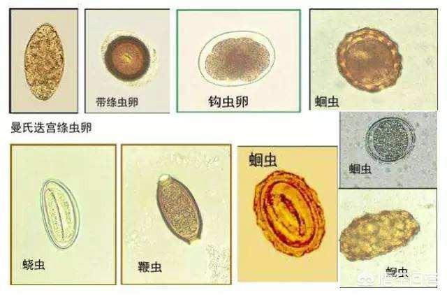 蜱虱消:在农村养猪为什么要定期驱虫？