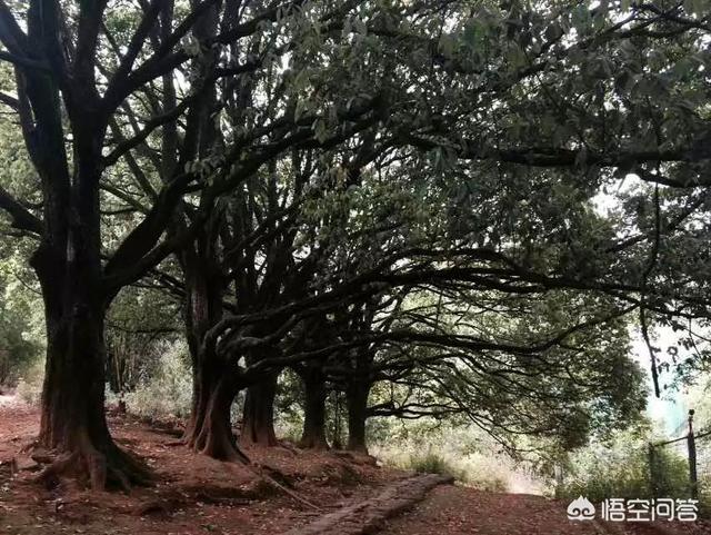 丽江哈多利系博美价格:云南最佳的旅游地点是哪里？