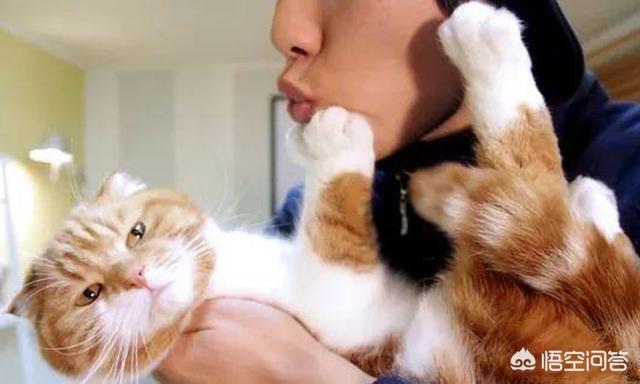 吸猫什么意思啊:吸猫什么意思啊怎么还有罪 为什么有的人天生就会被猫咪亲近呢？