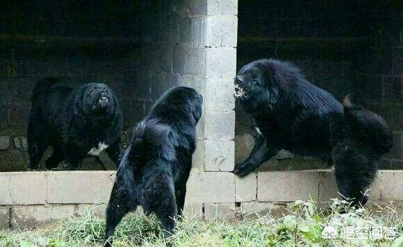 什么狗能咬死藏獒照片:藏獒如果进行野性训练，可以打得过比特犬吗？为什么？