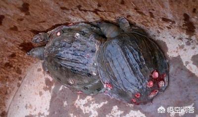 水族疾病:观赏鱼患上水霉病的原因在哪，该如何避免？