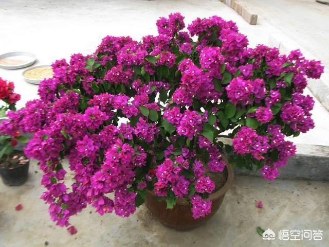 3种花是大忌千万不能养,三角梅养了两年，一直都不开花是什么原因？