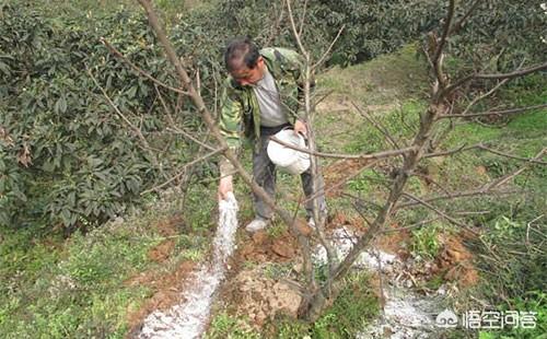 头条问答 桃树在开花时期 需要给它施肥吗 施什么肥好呢 18个回答