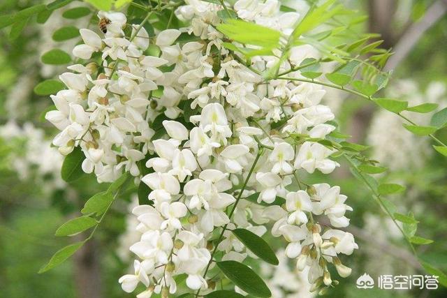 头条问答 - 春天到了,榆钱槐花马上就能吃了,你会怎么吃?(45个回答)