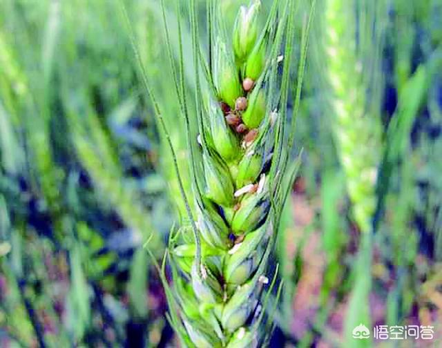 养花的4种虫害，种植小麦，4-5月份会发生哪些虫害种植户该如何正确防治