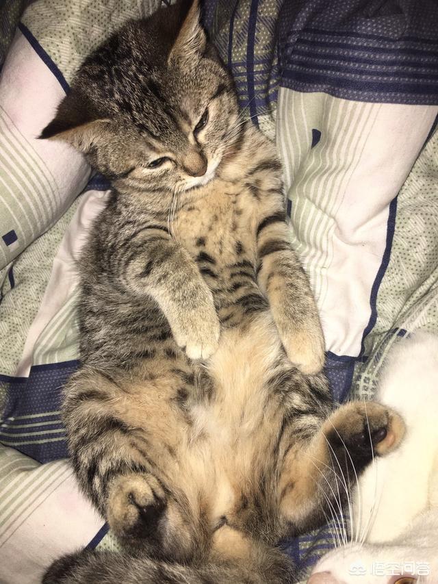 狸花猫宠物知识大全:大家养的狸花猫一般喂什么猫粮？