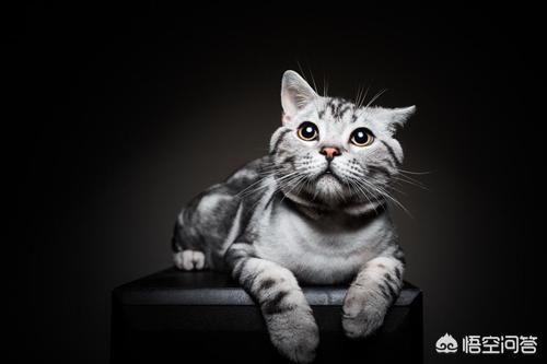母美短什么时候发腮,美短母猫发腮吗？