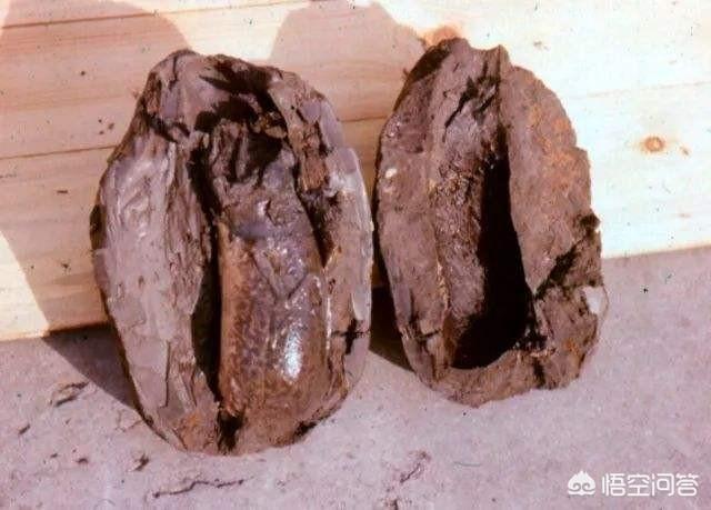 非洲的杜兹肺鱼图片:肺鱼为什么可以不吃不喝活上四年？