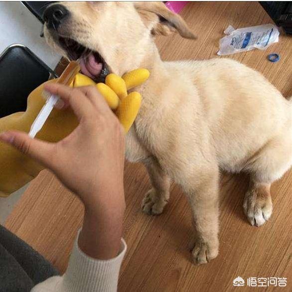 拉布拉多小狗眼屎多怎么办:拉布拉多的眼屎多是什么原因造成的？ 拉布拉多有眼屎怎么办