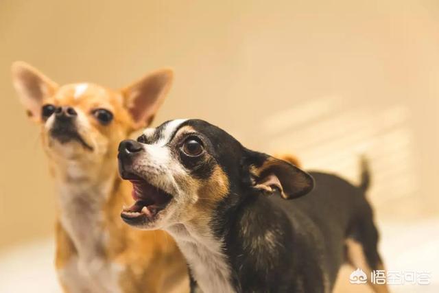成年苏格兰牧羊犬好养吗:什么狗狗最听话，最好养？ 苏格兰牧羊犬好养吗?