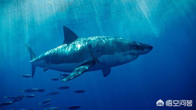 达摩鲨有多厉害，大自然里有哪些奇葩的生物