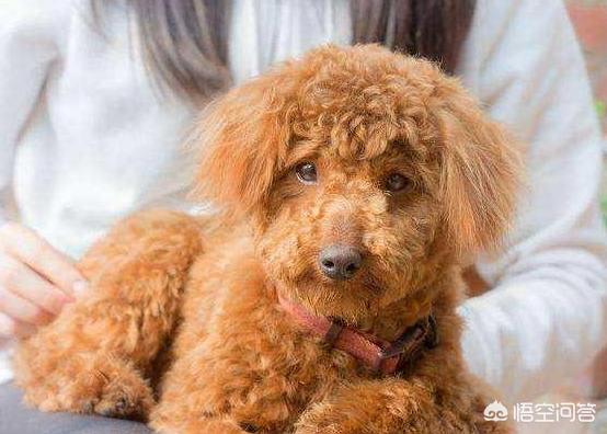 比格犬性格公泰迪绝育:公泰迪刚8个月，细小恢复中，康复后是绝育好还是娶媳妇好？