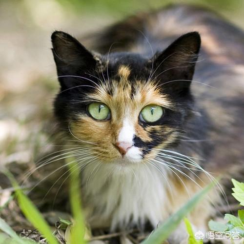 玳瑁猫 魔兽:玳瑁猫多大可以吃化毛膏，玳瑁猫有毛球症可以吃化毛膏吗？ 玳瑁猫价位