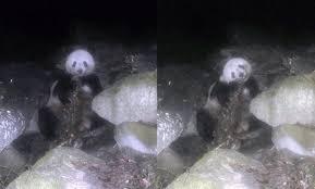 大熊猫咬人吗:熊猫没有攻击力，为什么没有灭绝？