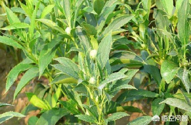 中药材白术,有着相当高的药用价值,它是怎样种植的呢？