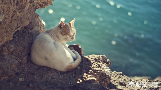 夏天猫咪食欲不振怎么办:猫厌食怎么办？可以吃什么营养品？