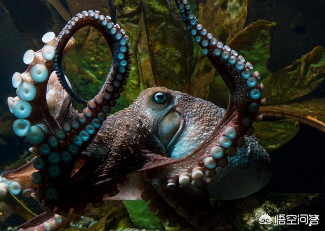 沼泽章鱼真的存在吗，章鱼的智商到底有多高，章鱼人真的可以统治世界吗？
