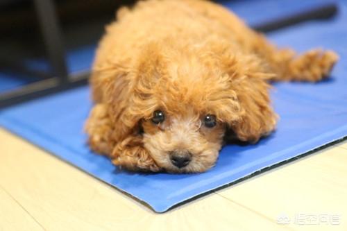 柯基幼犬浑身发软:柯基犬卧倒站不起来了是怎么回事？