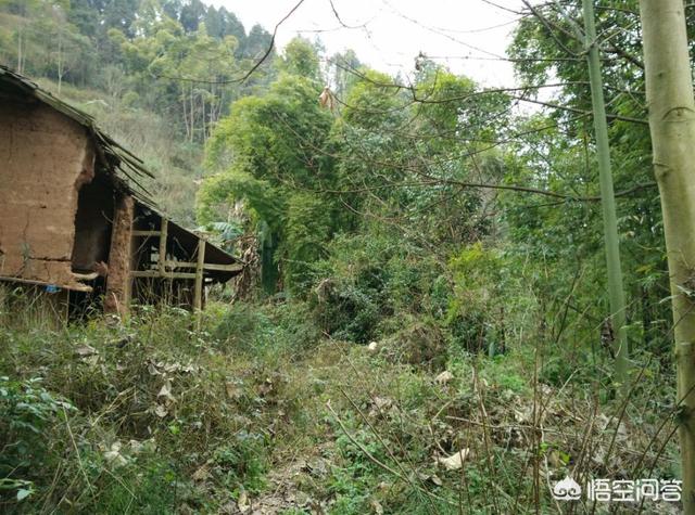 庭竹:农村俗语＂门前不栽竹，房后不栽树＂是什么意思有道理吗