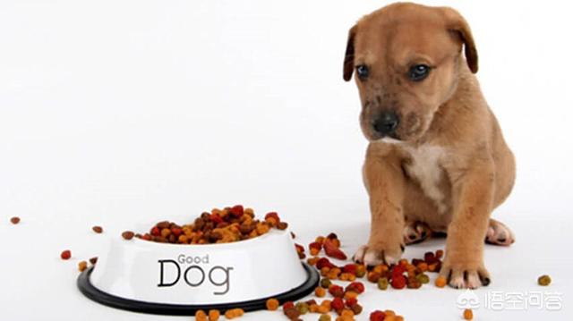 小巴哥犬怎么怎么补充营养:巴哥犬挑食，补充狗粮时该怎么办？