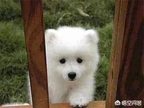 小巴哥犬怎么怎么补充营养:巴哥犬挑食，补充狗粮时该怎么办？