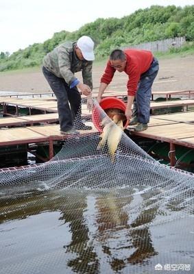 花园鱼池养鱼的方法:池塘养鱼的饲养技术与技术要点有哪些？