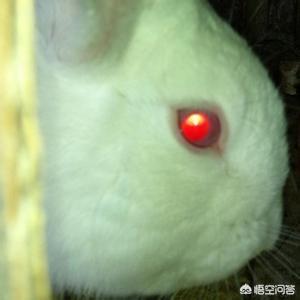 兔子眼里有异物是咋回事，兔子眼睛暴凸，流血，兔子眼球出血怎么回事