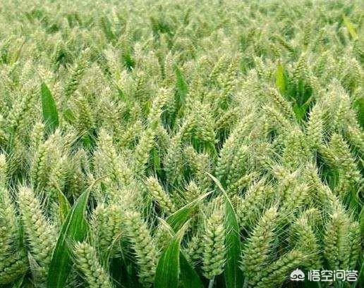 小麦蚜虫:小麦治蚜虫农药和尿素水能一起喷施吗？