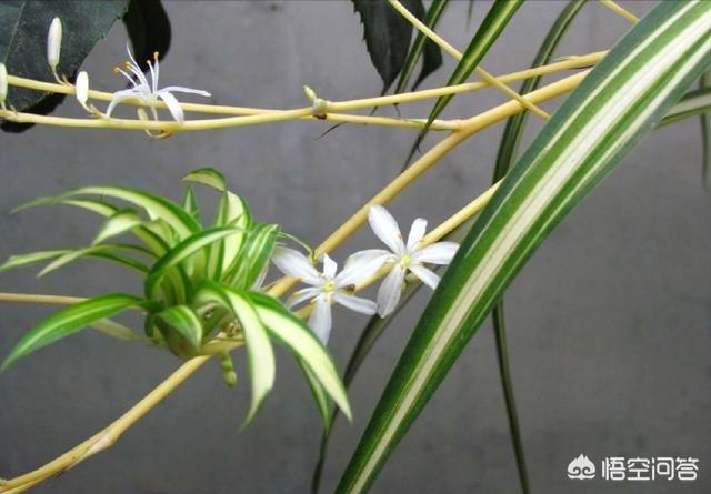 金边龙舌兰花语是什么:金边吊兰开花意味着什么？