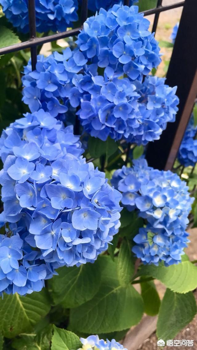 花店绣球花价格:天蓝绣球花新手适合养吗，应该怎么养？