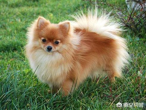 博美狗狗:博美犬一生有多少个时期，该如何饲养？