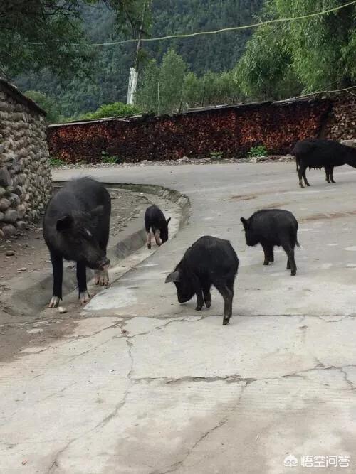 流浪狗和流浪猫:如果有人欺负流浪猫流浪狗，你会怎么做？