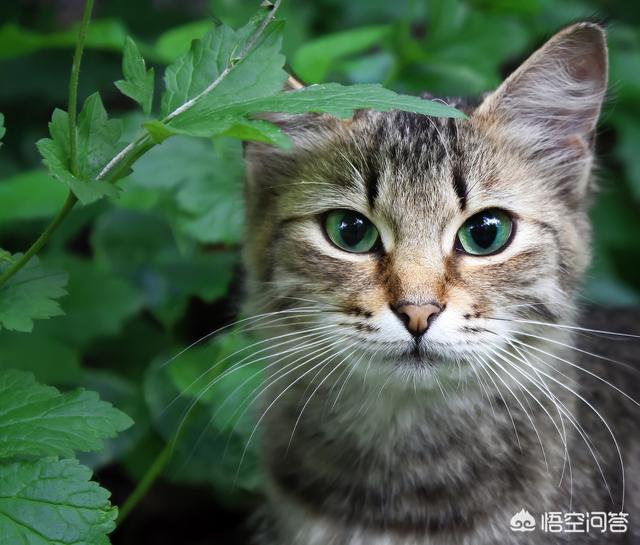 gimpet猫零食:布偶猫吃什么猫粮比较好?有专门的布偶猫猫粮吗？