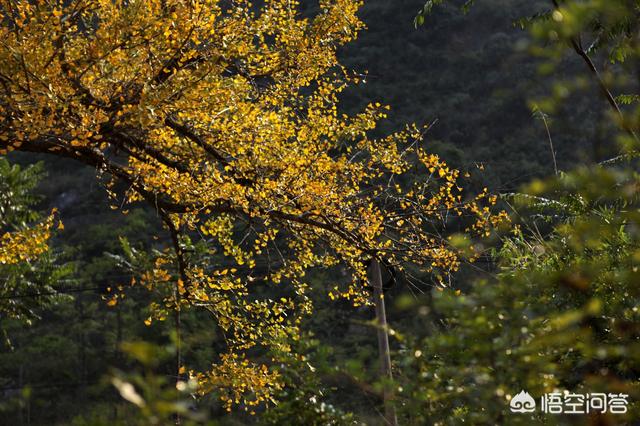 古村是哪里的村,古村奇草是哪里生产的