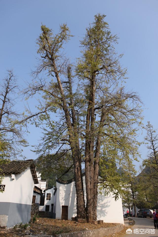 古村是哪里的村,古村奇草是哪里生产的