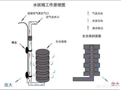 过滤器水妖精怎么用:小型鱼缸里放置了水妖精如何使用效果比较好，需要定期清洗吗？