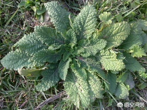 农村有哪些野菜对嗓子比较好？