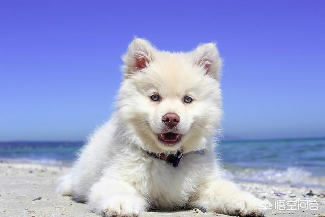 贝生吉犬是种好奇心很旺盛的狗:12星座对应的狗狗是哪些？