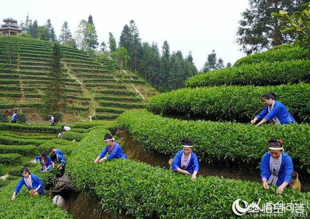 雨前和明前茶的区别,明前茶和谷雨茶的区别有多少？