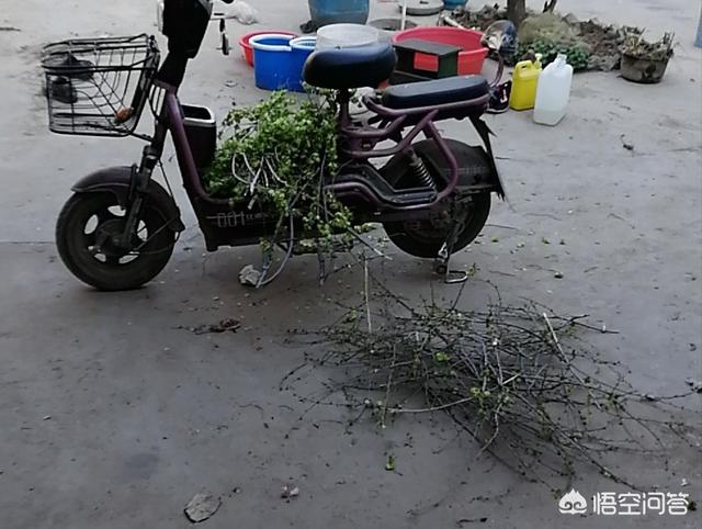 洋槐:洋槐树 为什么现在农村的洋槐花树越来越少？
