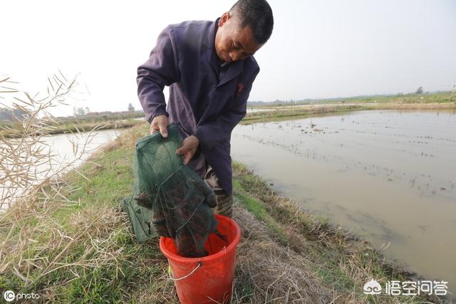 苦力泥鳅 吃虾:泥鳅吃不吃黑壳虾，泥鳅和虾能不能养到一起？