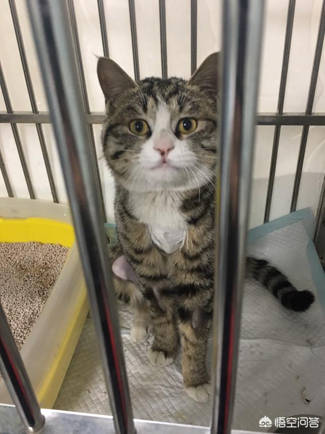 养猫记 by angelo:把猫独自放在家里七天，猫咪会生气吗？ 养猫第一天番外完整版